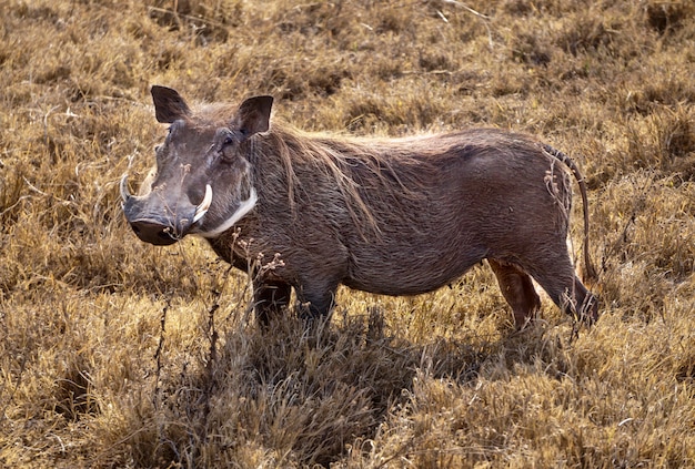 Warthog in Kruger National Park