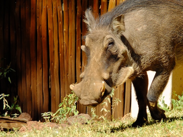 The warthog in the lodge, Botswana, Africa