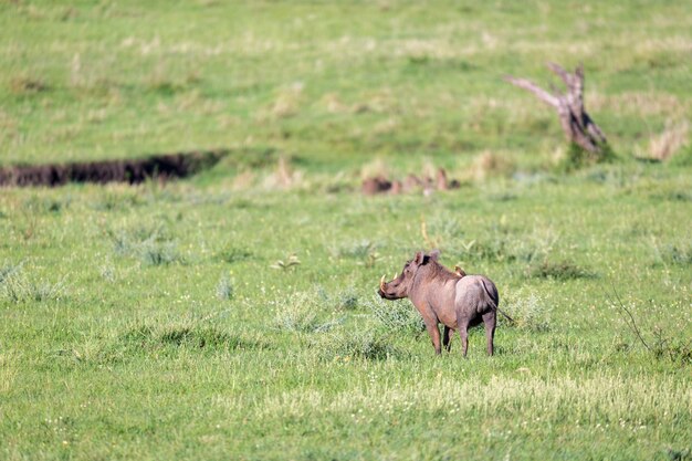 The warthog in the middle of the savanna of Kenya