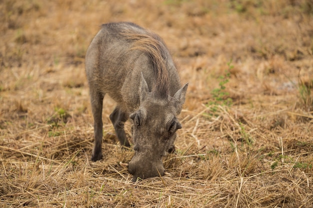 イボイノシシ（Phacochoerus africanus）、南アフリカ