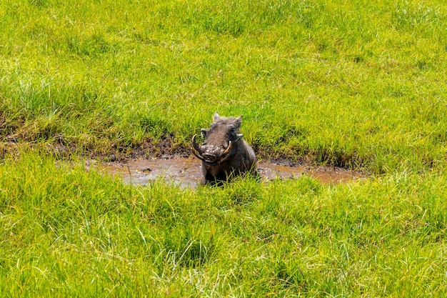 탄자니아의 응고롱고로 분화구에 초조하게 서 있는 멧돼지. 일반적인 멧돼지는 돼지 가족의 야생 구성원이며 사하라 사막 이남의 아프리카에서 발견됩니다.