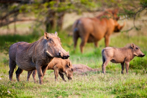 warthogs on landscape