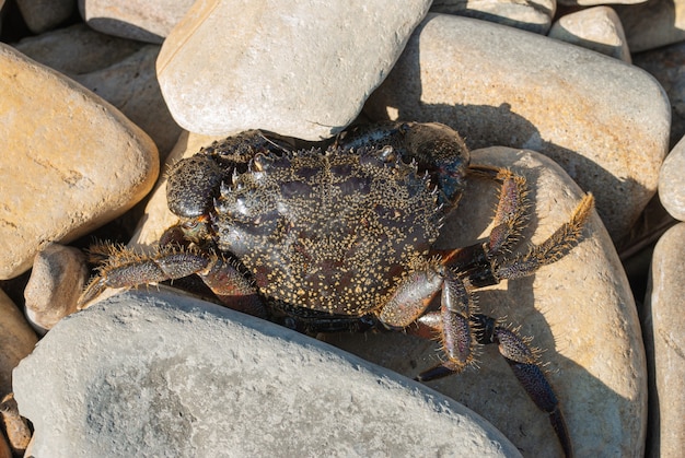 Warty crab Black Sea Crab in the stones