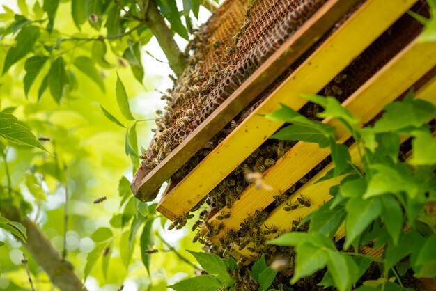 Was honingraten met honing en veel bijen erop. bijenteelt op een warm seizoen van het jaar, bijenstal in de tuin.