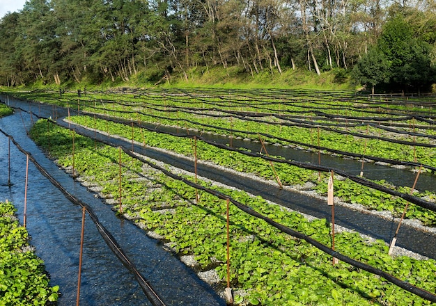 Wasabi-boerderij in Japan