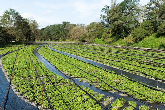 Wasabi-boerderij