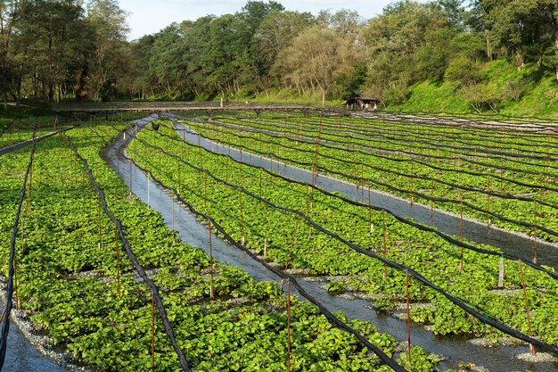 Wasabi farmland