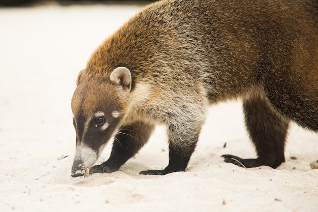 Wasbeer coati nosuha Nasua narica in de natuur van Yukotan