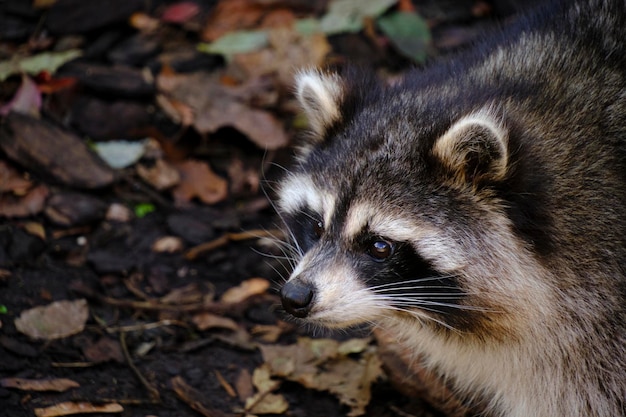 Wasbeer poloskun in zijn natuurlijke habitat