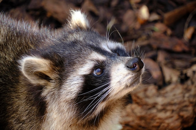 Foto wasbeer poloskun in zijn natuurlijke habitat