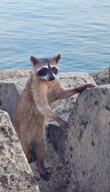 Foto wasbeer pose in park in panama