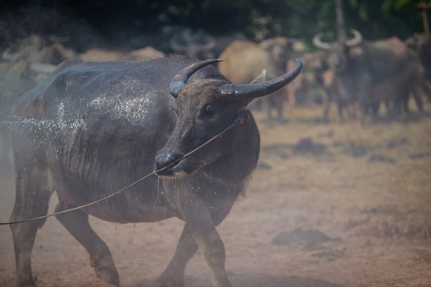 Photo wash thai buffalo