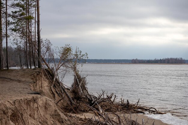 a washedout sand dune shore with fallen trees in the water on a gray day