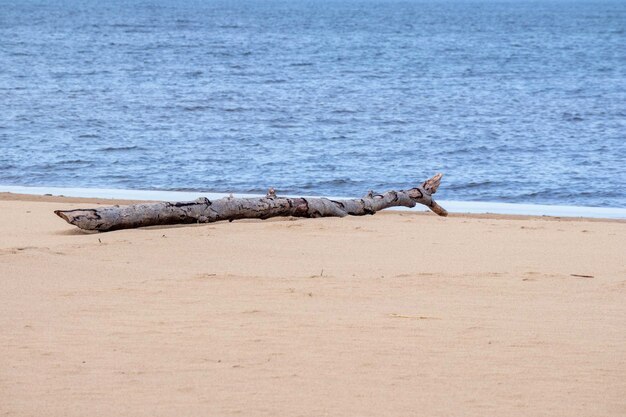 A washedup piece of wood on the seashore lies in the sand against a background of blue sea and sky