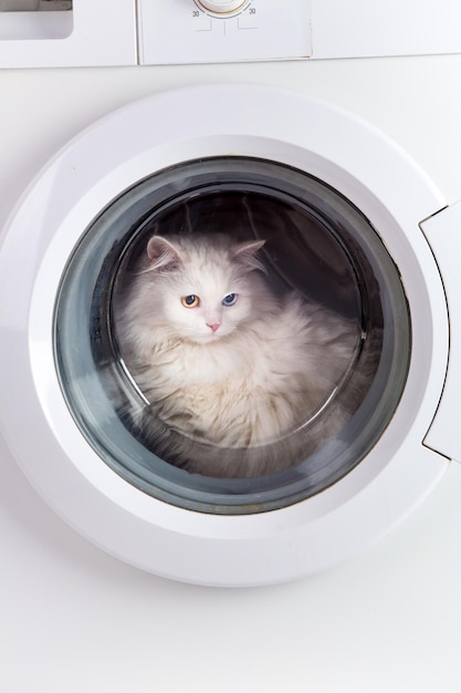 Washer machine and white cat