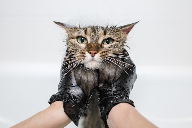 Washing the cat in the bathroom animal care procedure