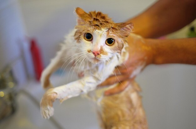 Washing the cat Wet scared and unhappy cat in human hands