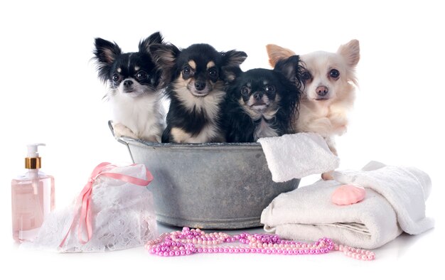 washing chihuahuas