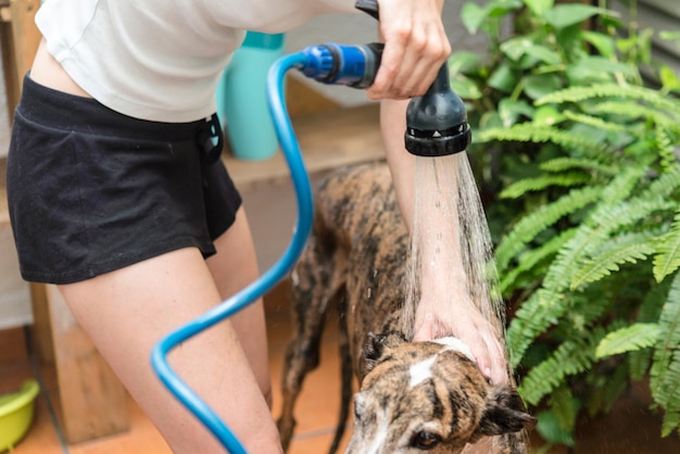 Washing dog  real action in the house