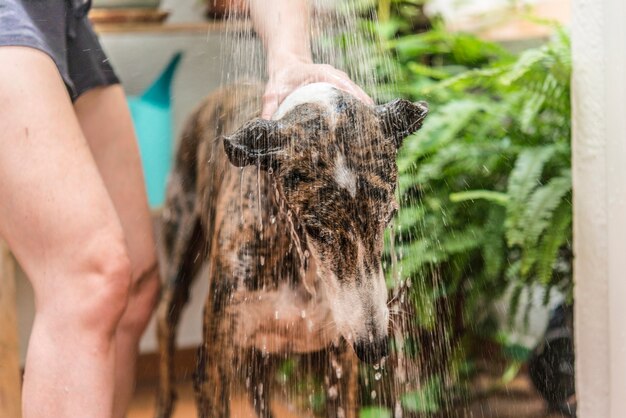 Washing dog  real action