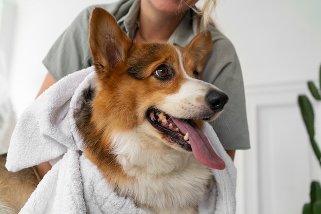 写真 自宅で愛犬を洗う