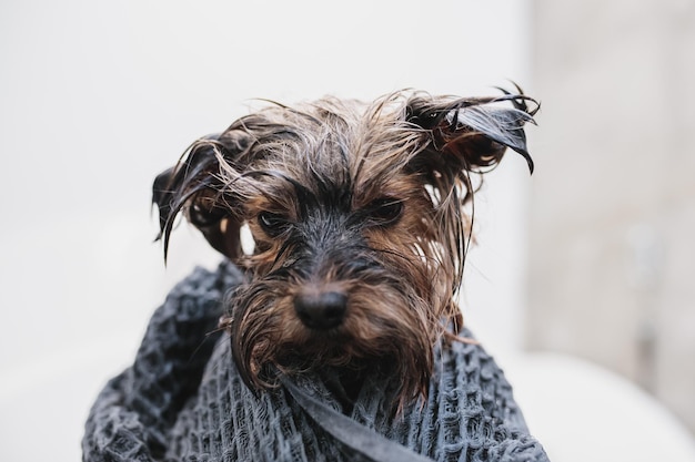 Washing yorkshire in the bathroom grooming salon high quality photo