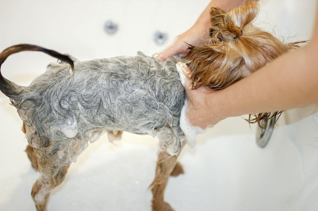 washing a yorkshire terrier dog in the bathroom