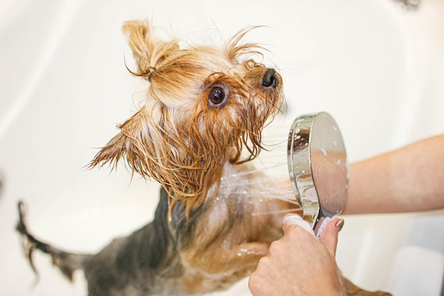 washing a yorkshire terrier dog in the bathroom