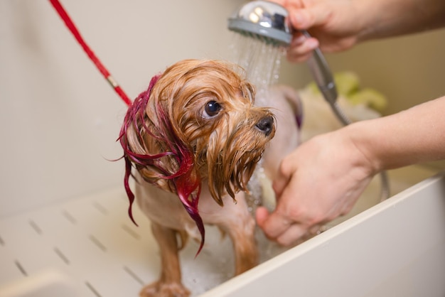 Lavaggio dello yorkshire terrier davanti al lavaggio del cane del parrucchiere professionista del taglio di capelli prima della tosatura