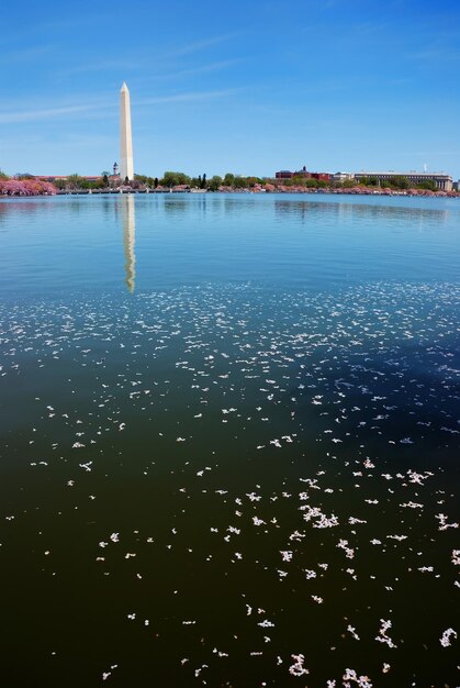 Washington Dc Cherry Blossom