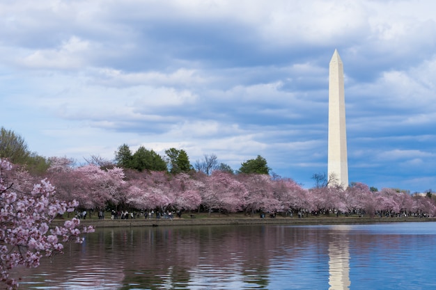 ワシントンDCの潮汐盆地での桜の祭り中のワシントン記念碑