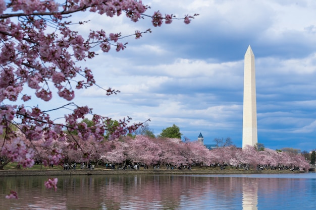 ワシントンDCの潮汐盆地での桜の祭り中のワシントン記念碑