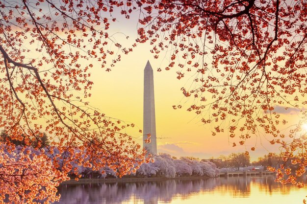 Washington Monument During The Cherry Blossom Festival Washington Dc