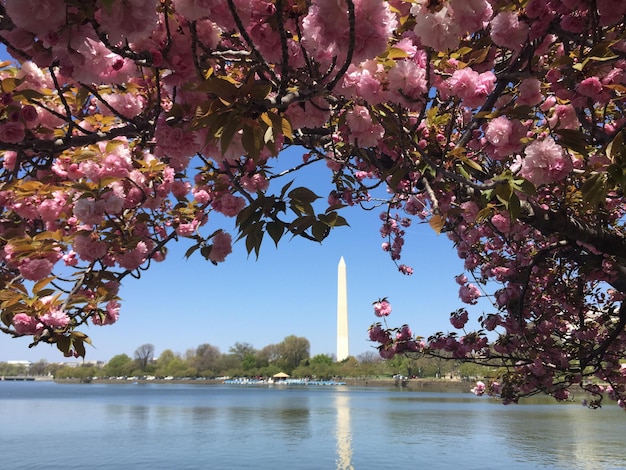 Foto washington monument onder sakura