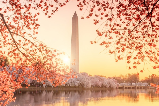 Washington Monument tijdens het Cherry Blossom Festival. Washington, DC