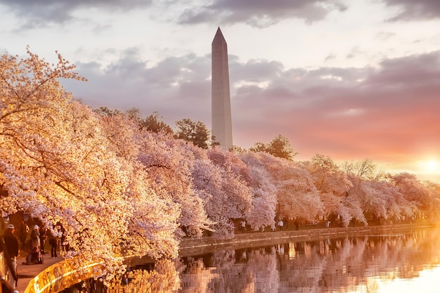 Washington Monument tijdens het Cherry Blossom Festival Washington DC