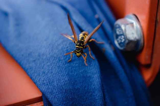 Wasp alone on a blue fabric outdoors in the morning