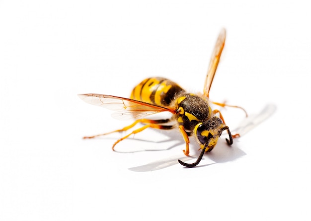 Wasp animal on white