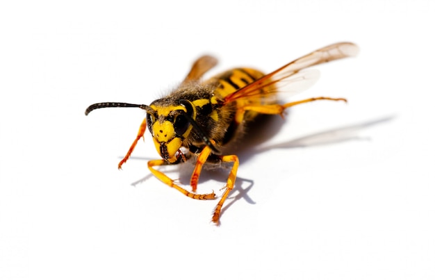 Wasp animal on white