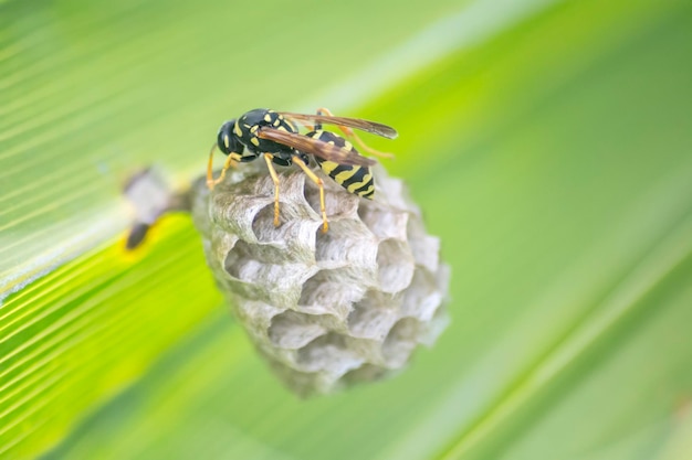 Photo wasp building a nest in a palm leaf