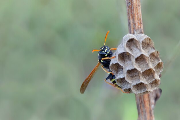 The wasp builds a nest for offspring