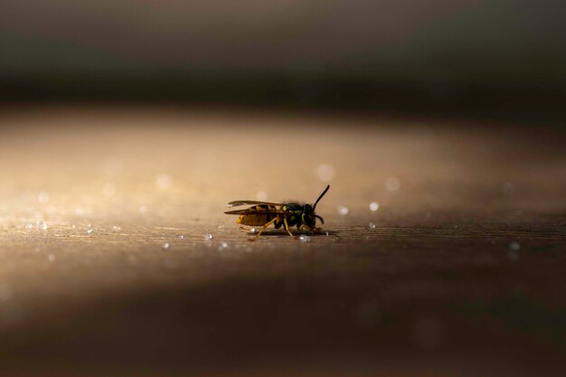 wasp close-up, on the table near the scattered sugar granules