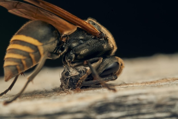 A wasp collecting wood for its diaper