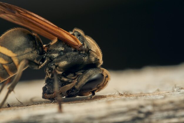A wasp collecting wood for its diaper