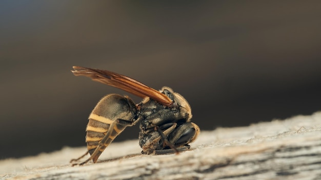 A wasp collecting wood for its diaper