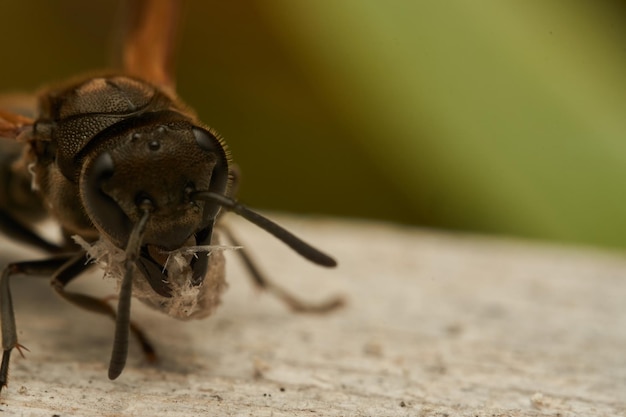 A wasp collecting wood for its diaper