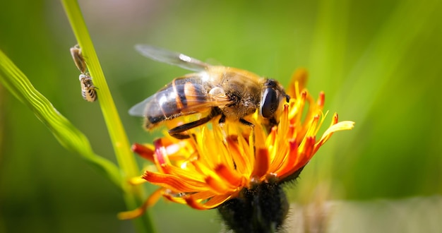 Wasp collects nectar from flower crepis alpina