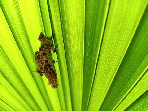 Wasp colony on the green palm leaf