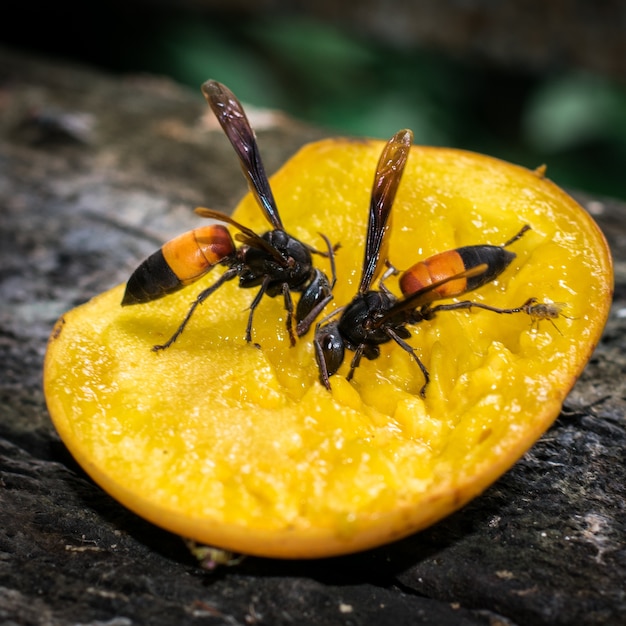 Photo wasp eating mango cooked