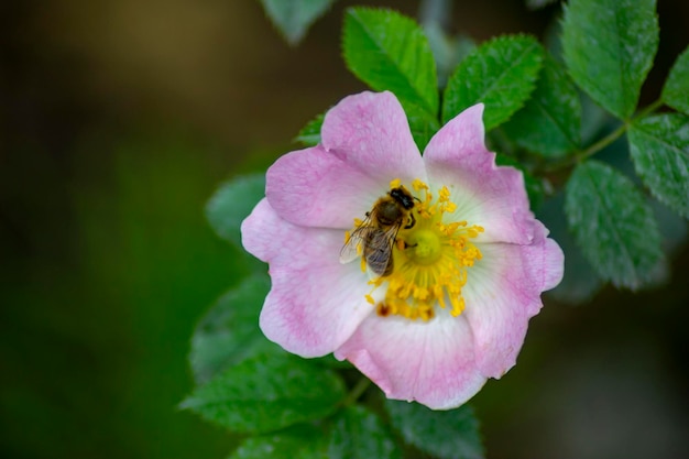 Wasp on a flower ruffled rose rosa rugosa